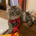 Adjustable Pet Harness Vest – Comfortable & Breathable No-Pull Harness for Dogs & Cats, Secure Fit with Reflective Straps